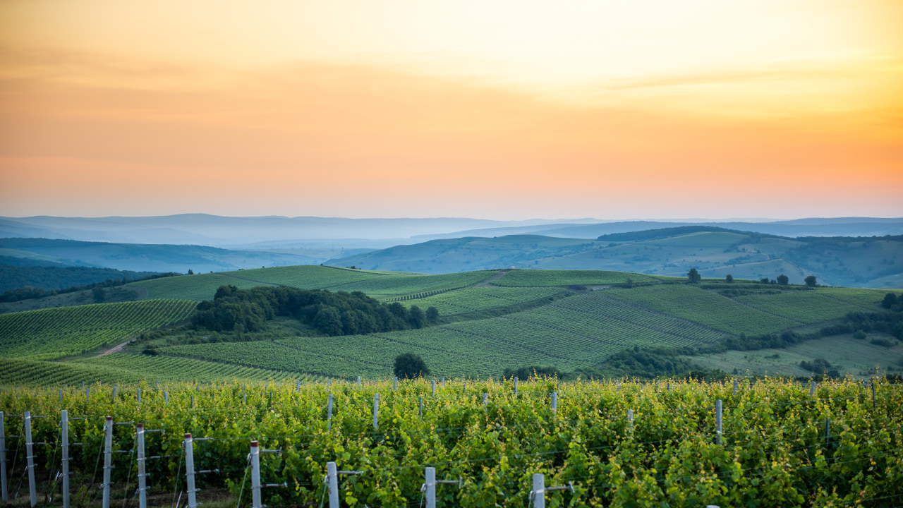 European vineyard landscape